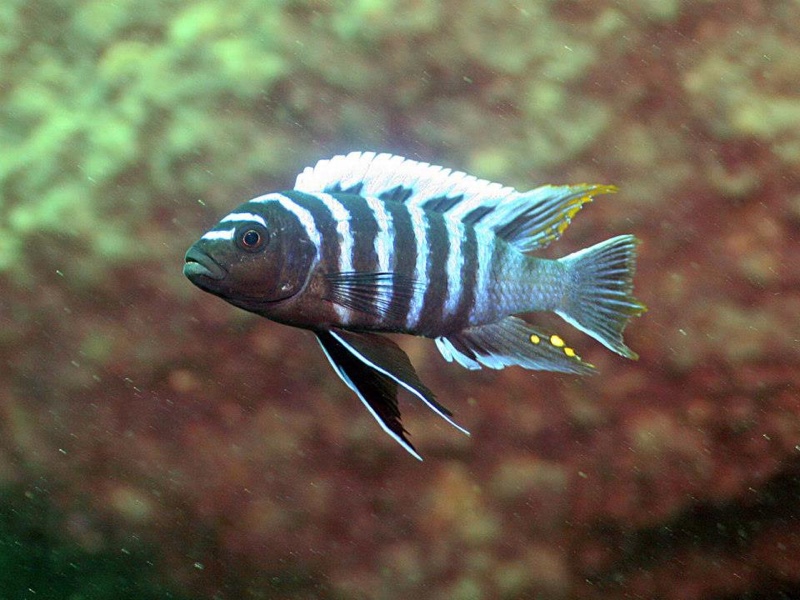 Cynotilapia zebroides 'Mitande Reef (Rocks)'